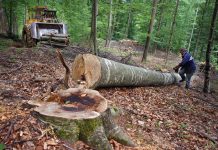 How Many Jobs Are Available in Forest Products