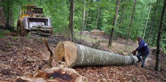 How Many Jobs Are Available in Forest Products