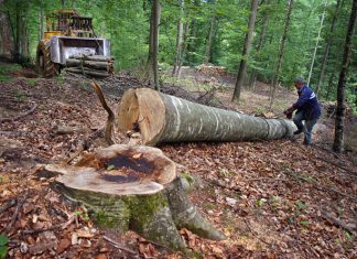 How Many Jobs Are Available in Forest Products