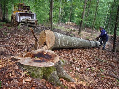 How Many Jobs Are Available in Forest Products